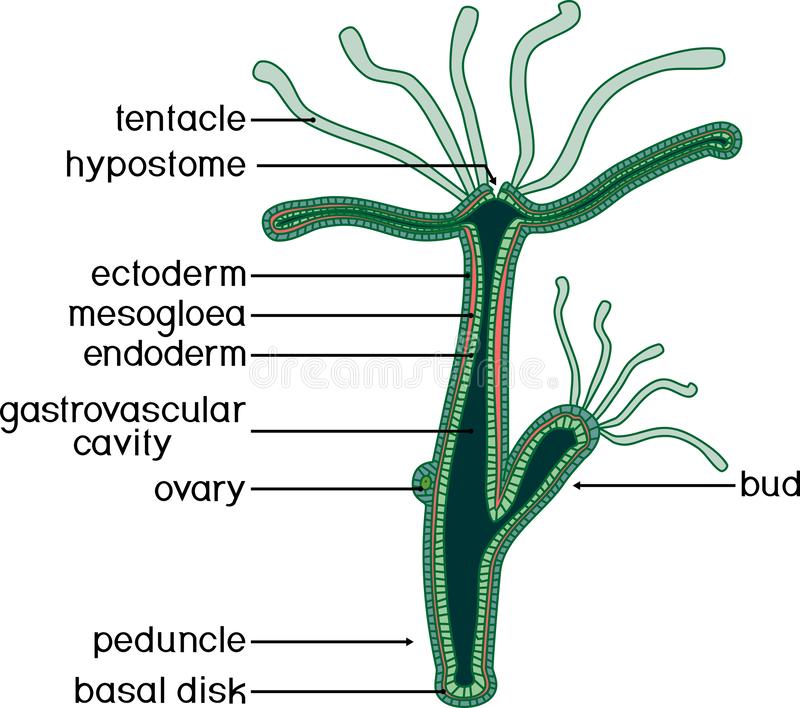 Kraken tor onion зеркало