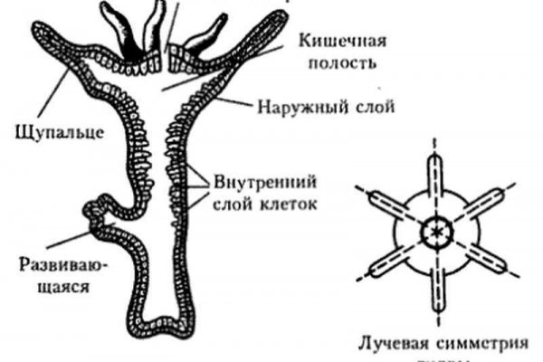 Кракен телеграм